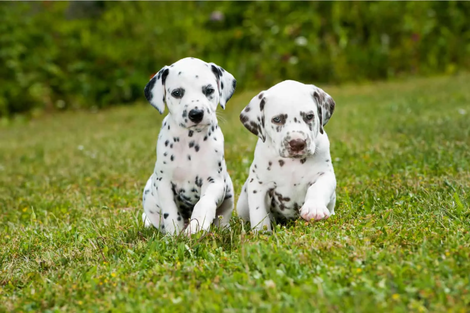 Dalmatian puppies playing on a meadow