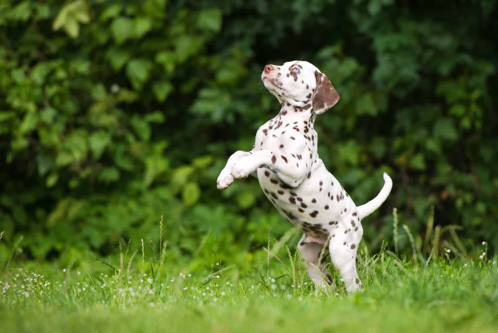 Dalmatian puppy jumping