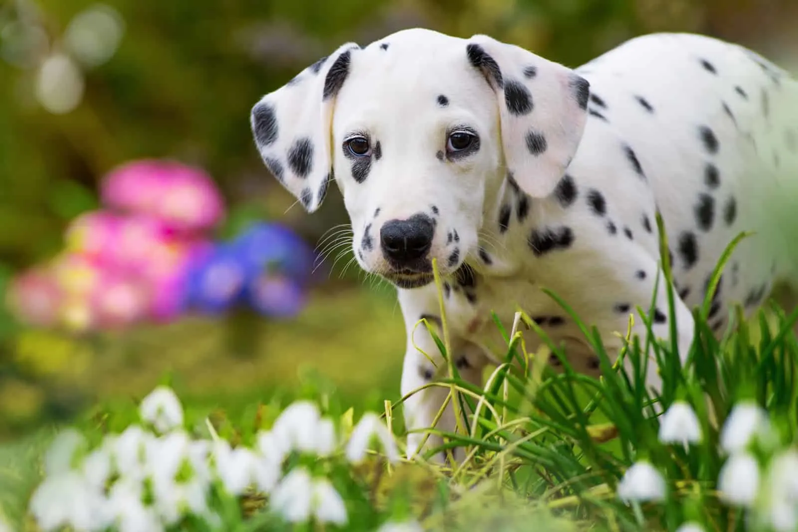 Dalmatian puppy with spring flowers