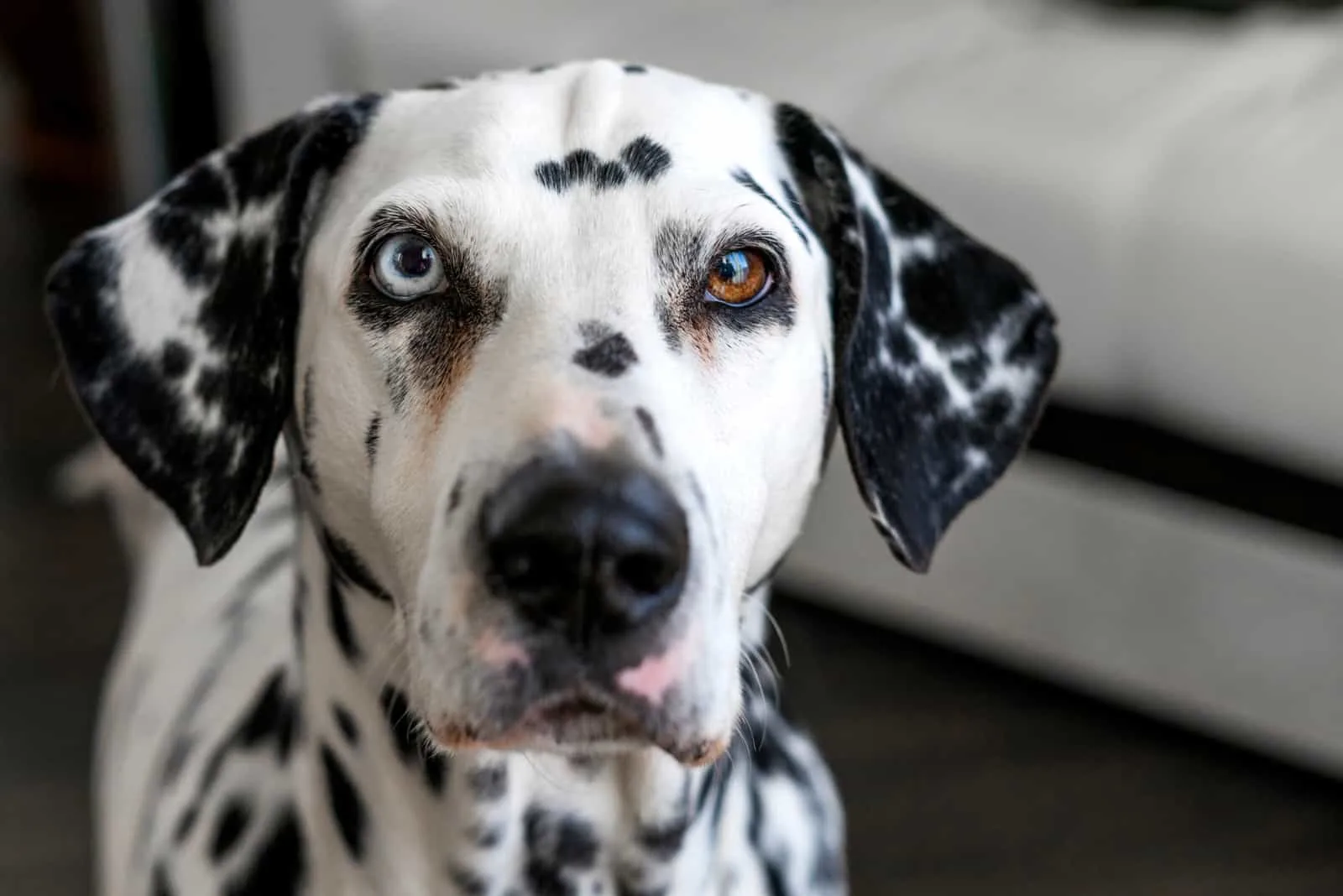Dalmatian with heterochromia of the eyes