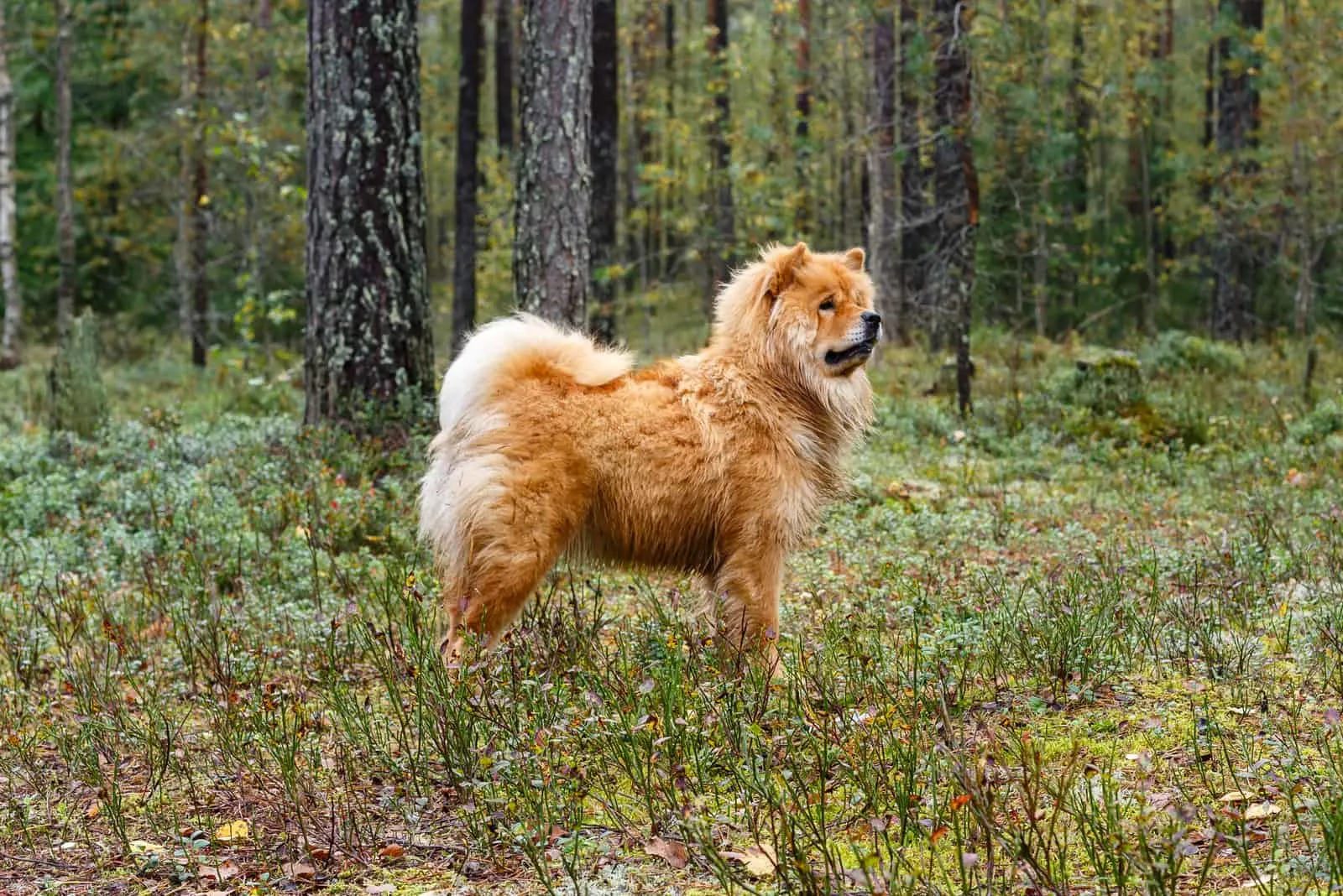 Dog chow-chow in the forest