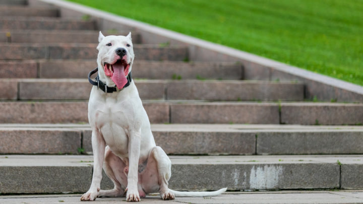 Dogo Argentino Price: Big Numbers For A Big Dog
