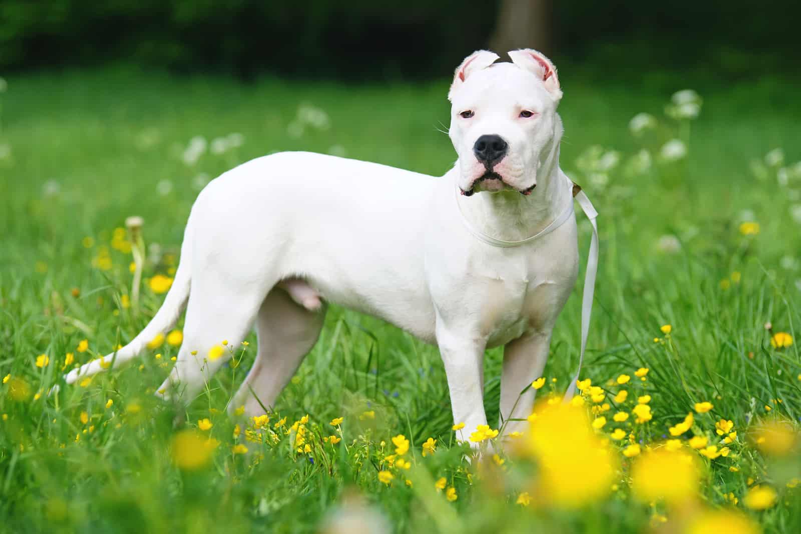 dogo Argentinoトリミングされた耳を持つ犬屋外で滞在