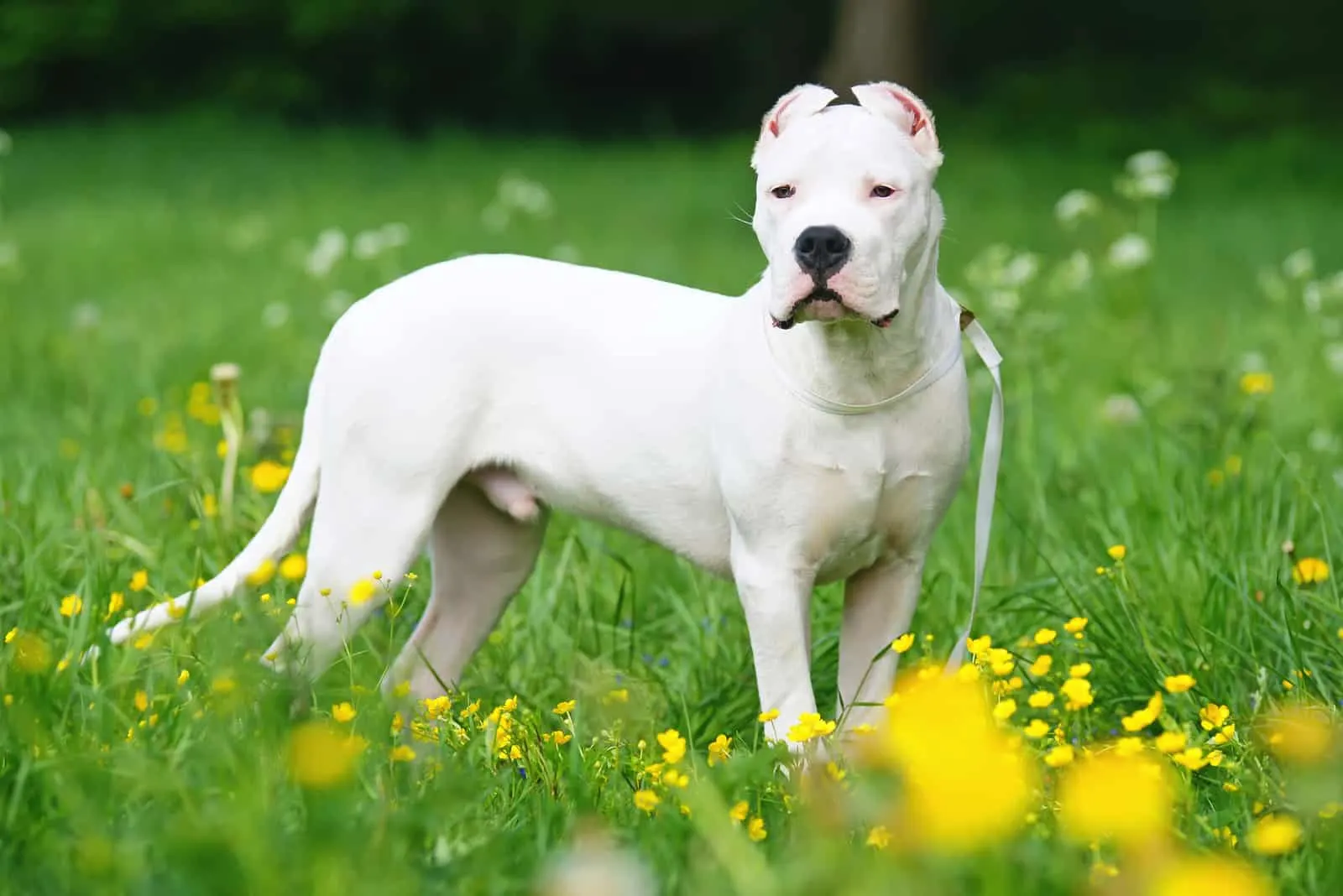 Dogo Argentino dog with cropped ears staying outdoors 
