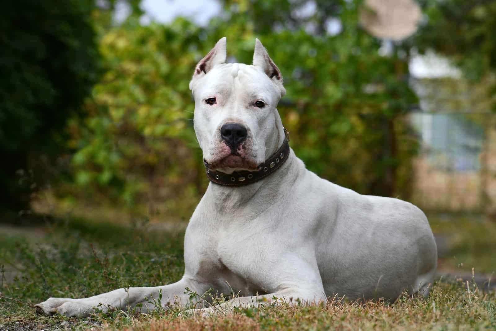 Dogo Argentino deitado na grama 