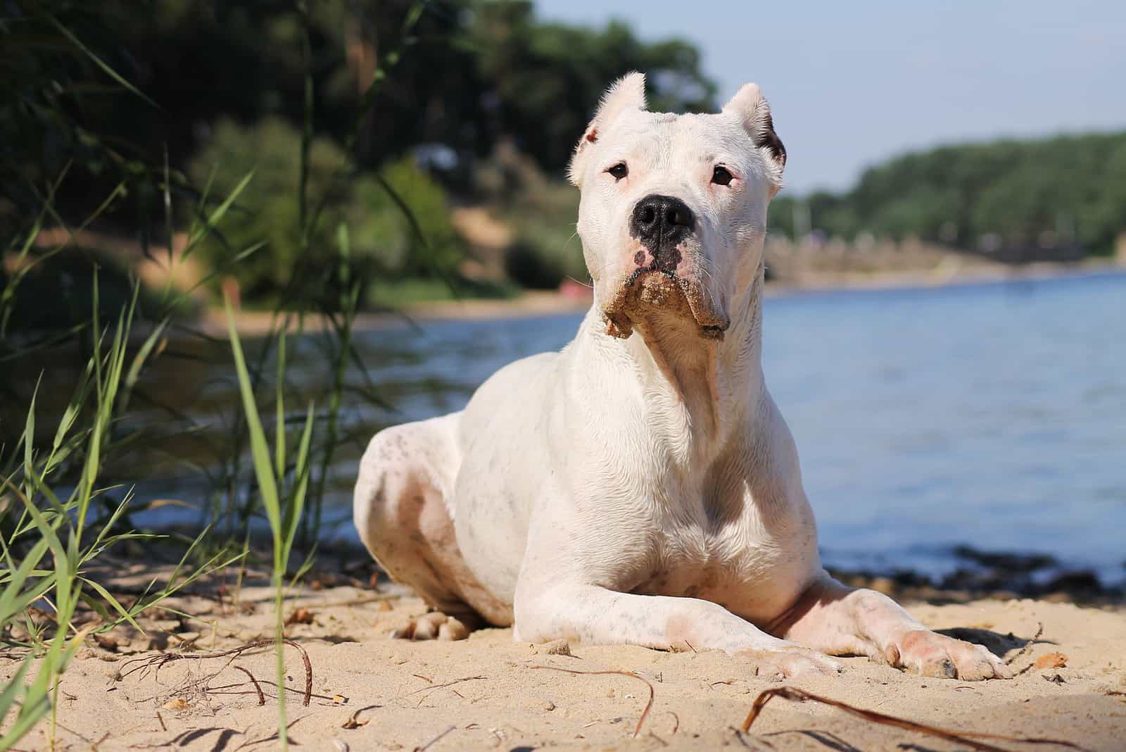 dogo argentinoは湖のそばに横たわっています