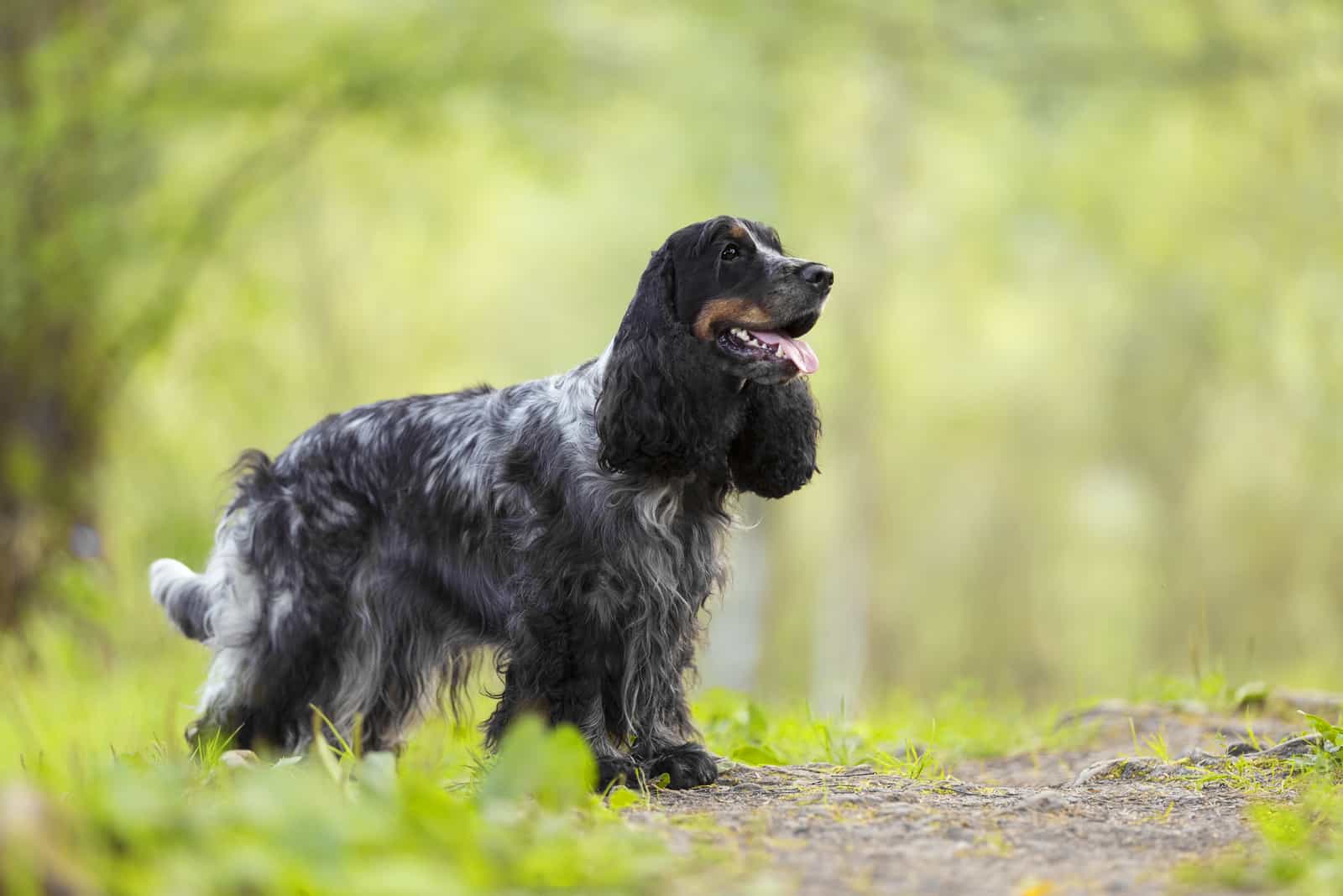 English Cocker Spaniel in the Park