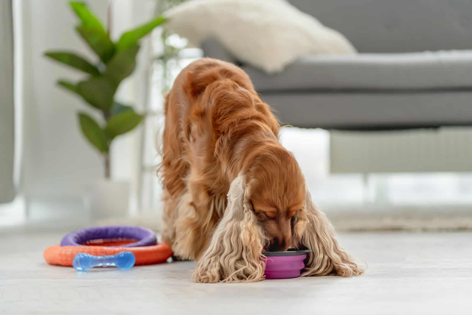 English cocker spaniel dog at home