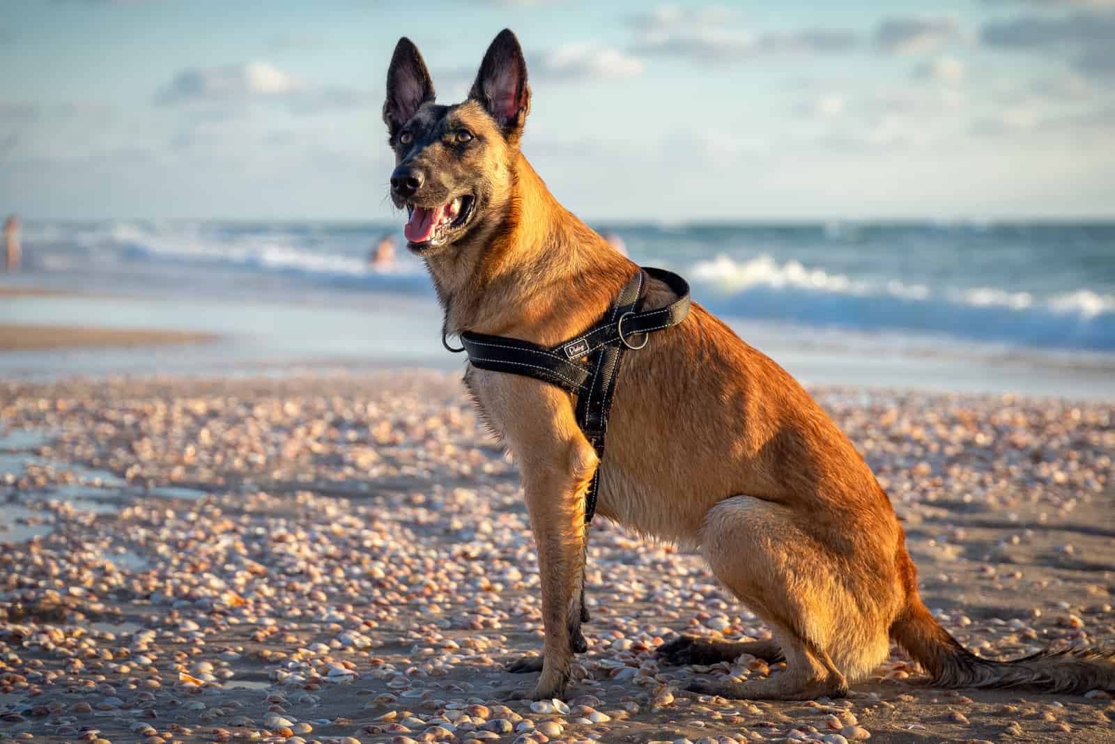 Fawn Belgian Malinois sitting on the beach