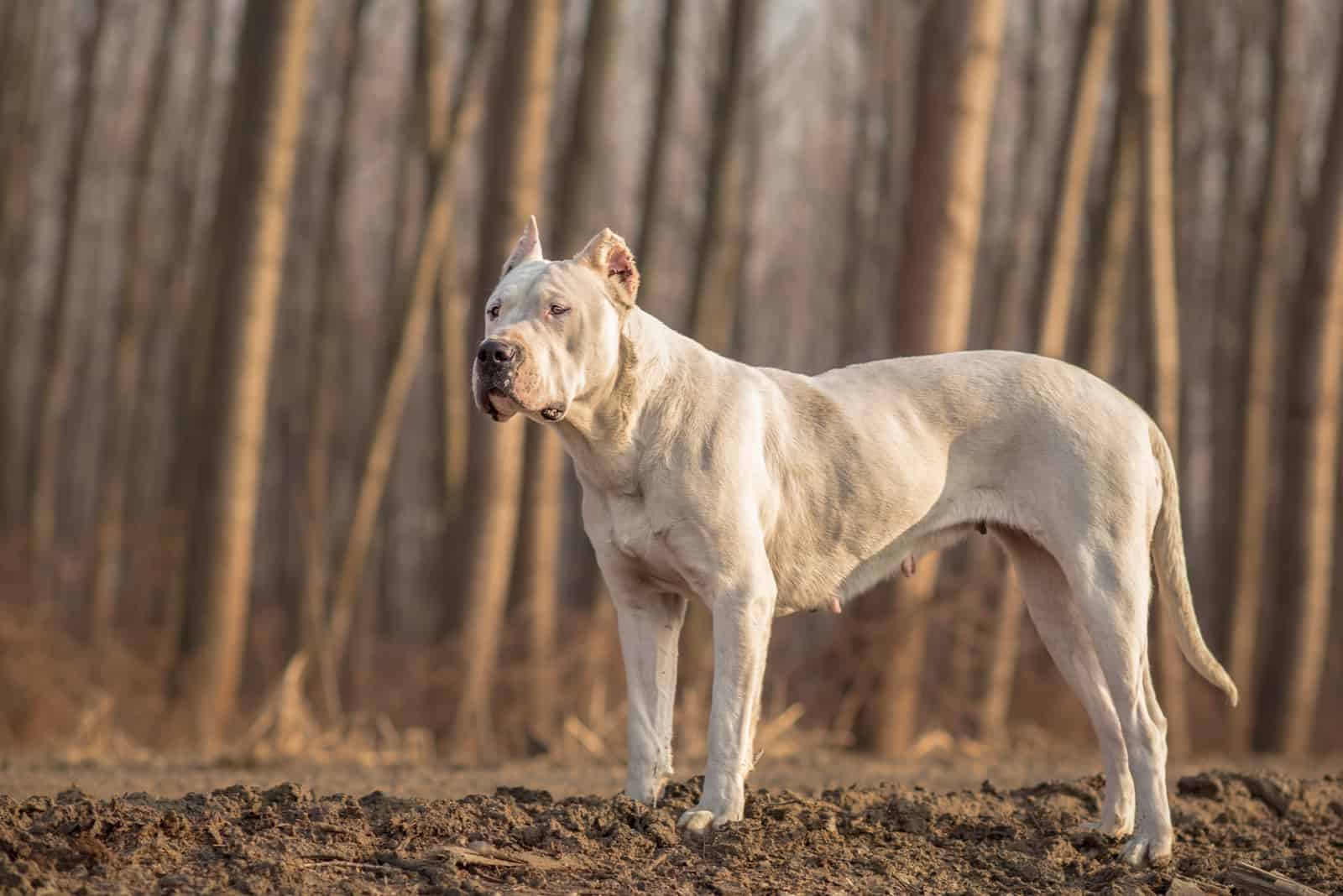 Female Dogo Argentino in forest