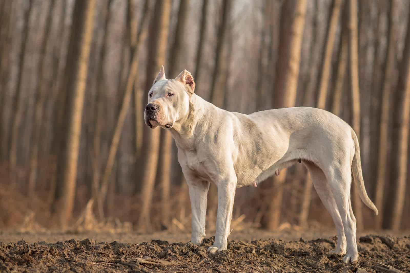 kvinde Dogo Argentino i skoven