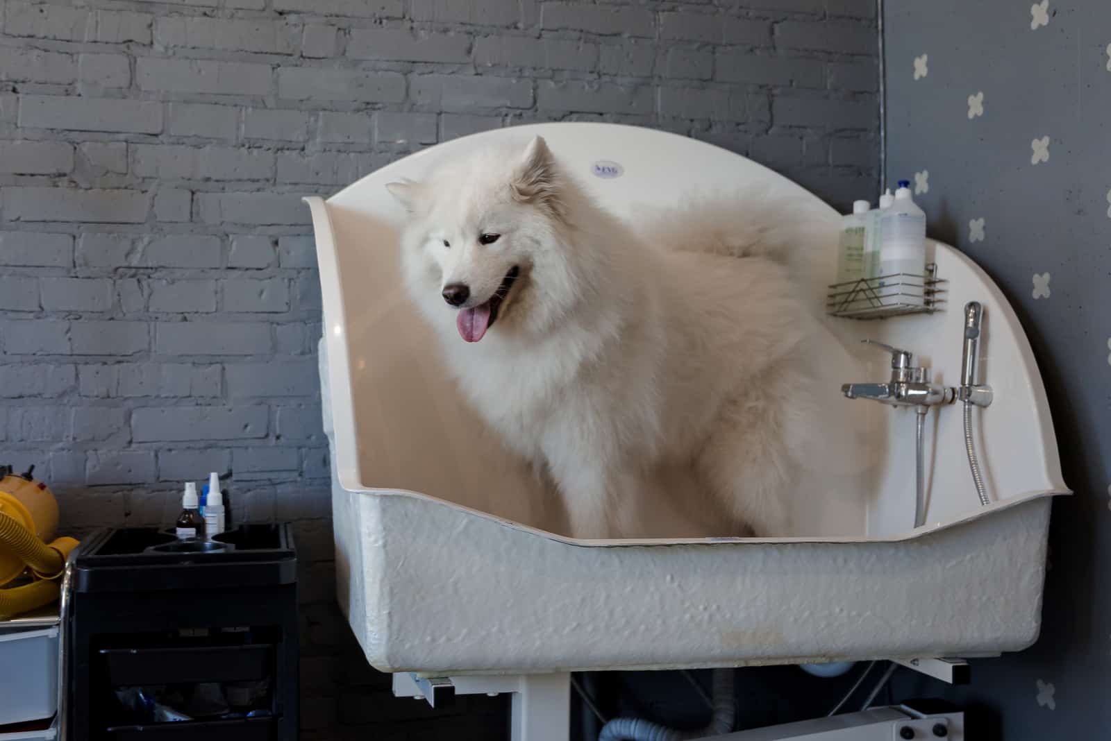 Grooming a big samoyed dog in a hair salon for dogs