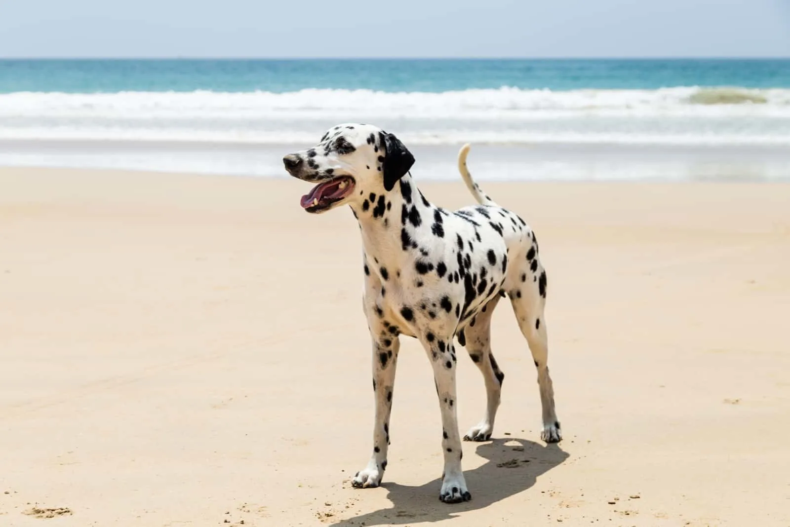 Happy Dalmatian dog playing on the beach