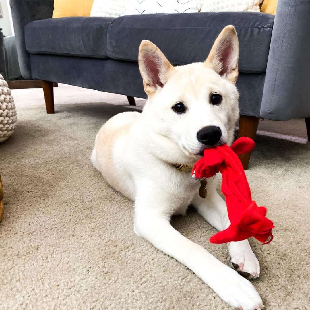 Husky Shiba Inu mix dog