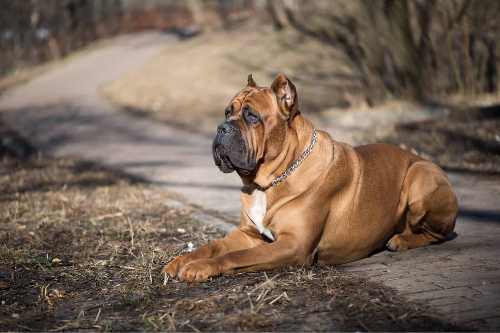 Italian cane-corso dog lying in the park