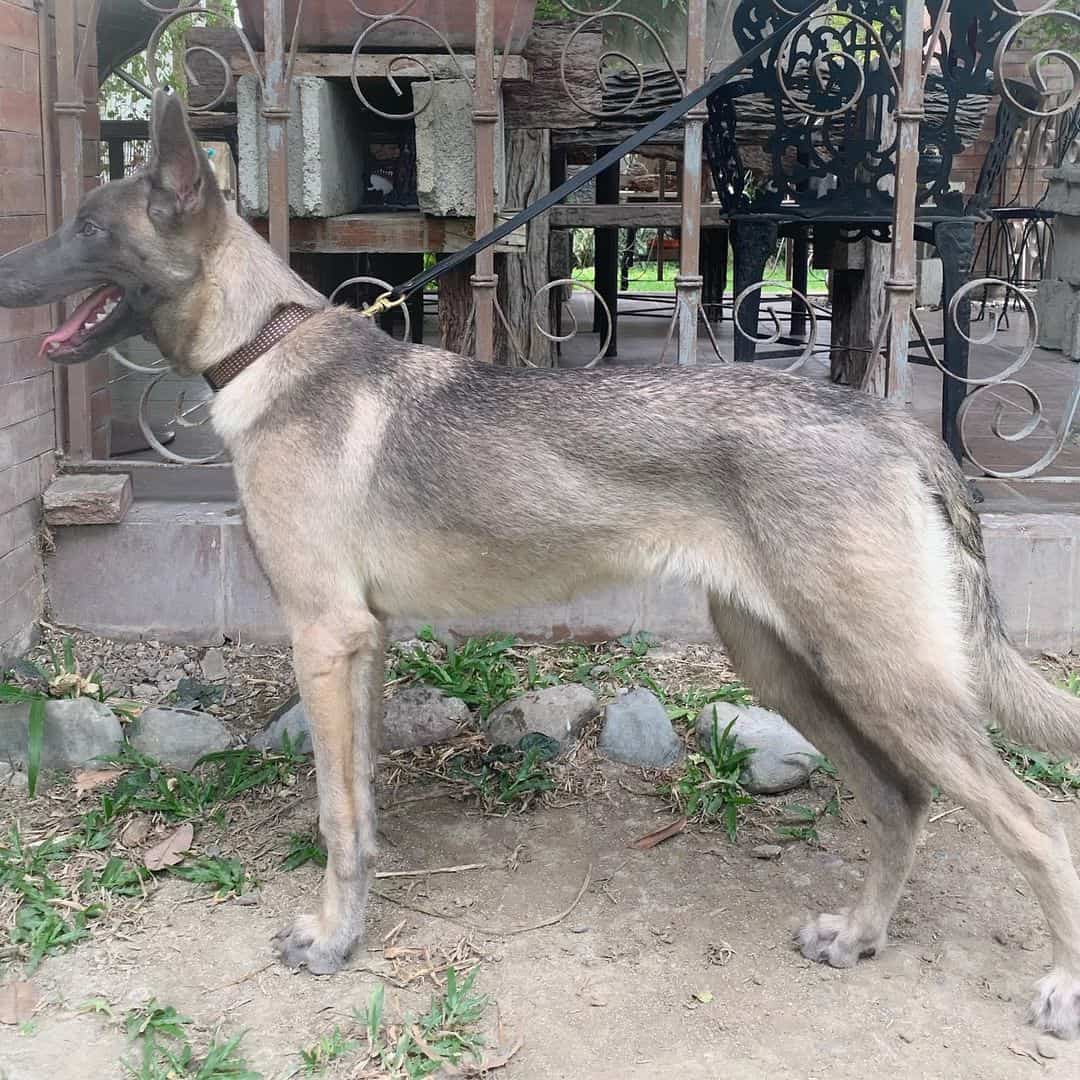 Liver Belgian Malinois outdoors