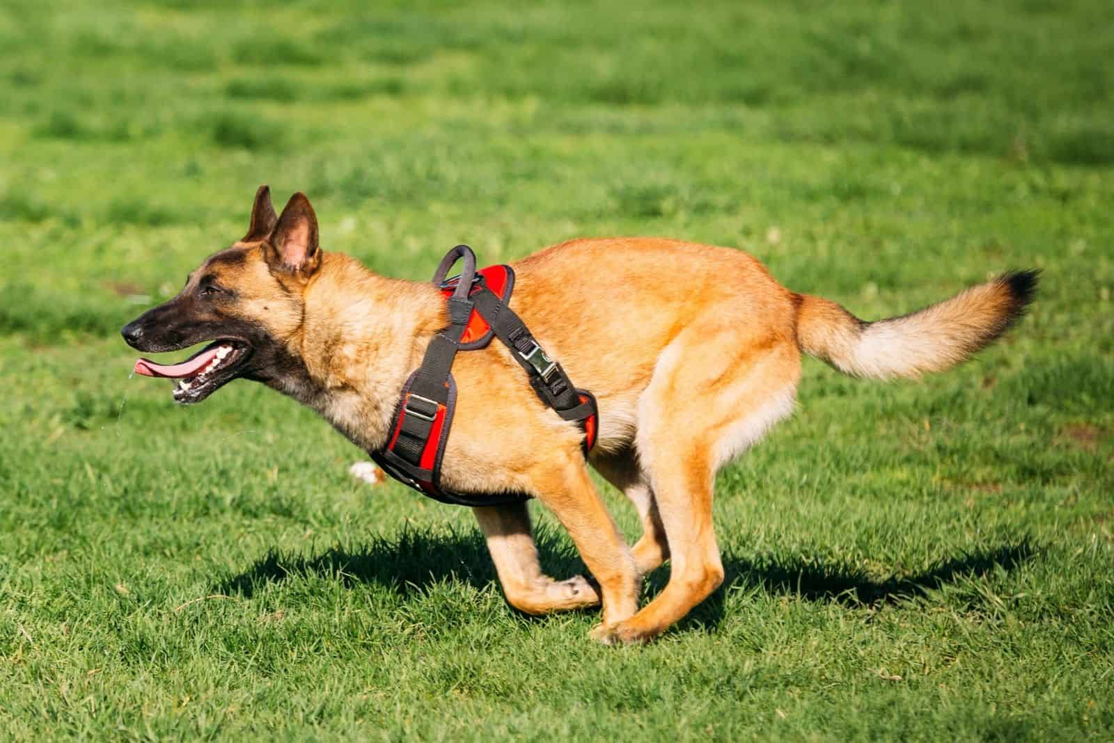 Malinois Dog Fast Running Outdoors In Green Summer Grass At Training