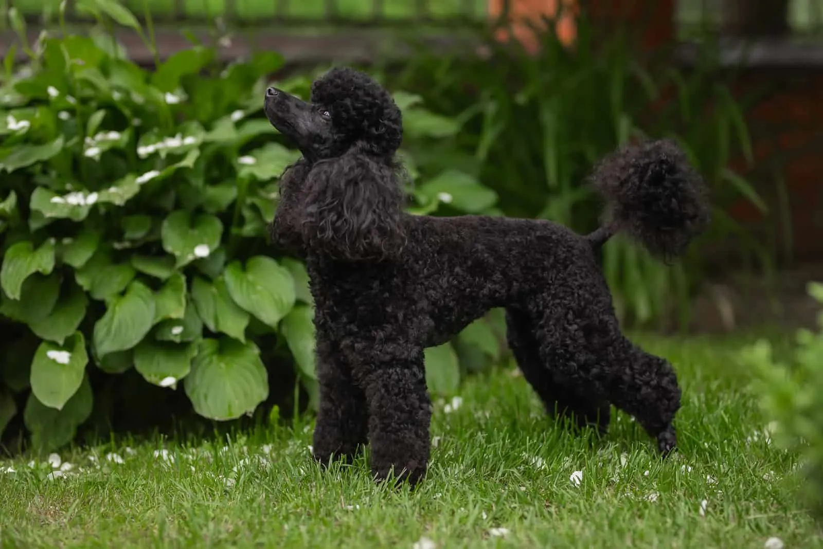 Miniature poodle puppy standing on the grass