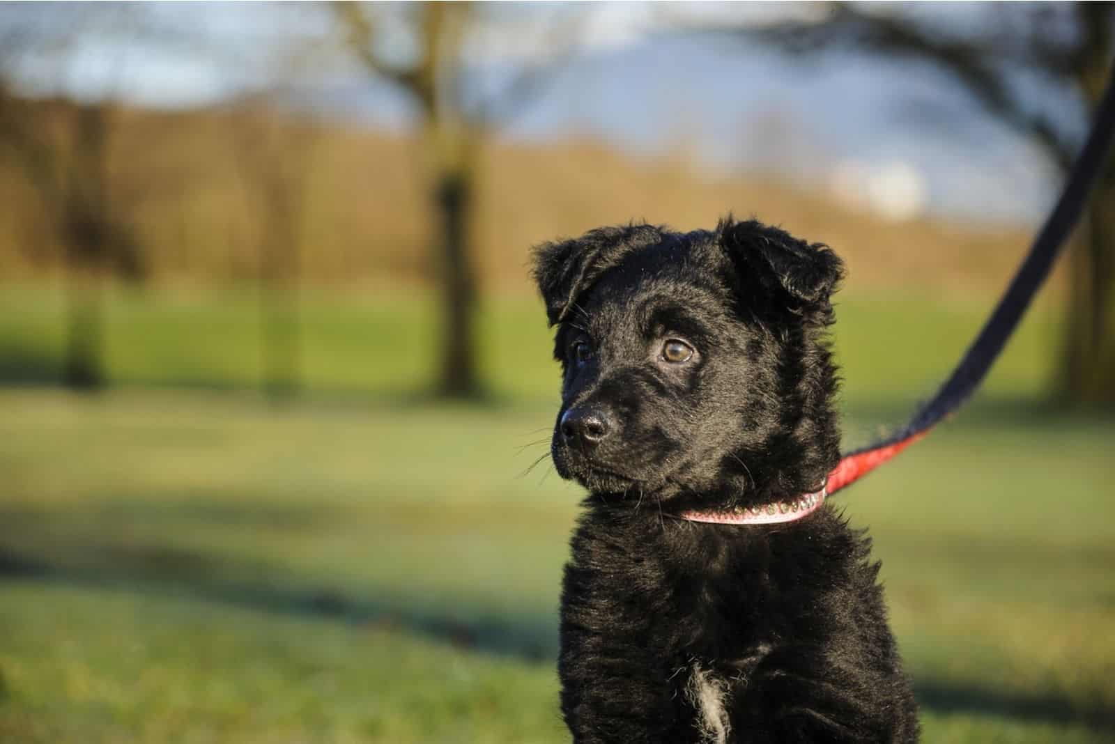 Mix breed puppy in park on leash