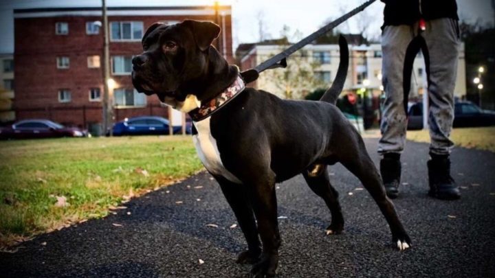 OEB Pitbull Mix: The Best Guide To Care, Grooming, And Health