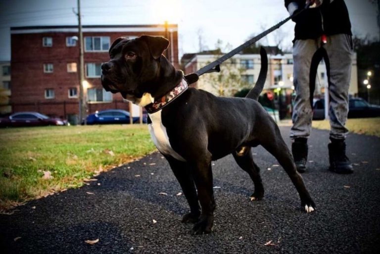 olde english bulldogge pitbull mix