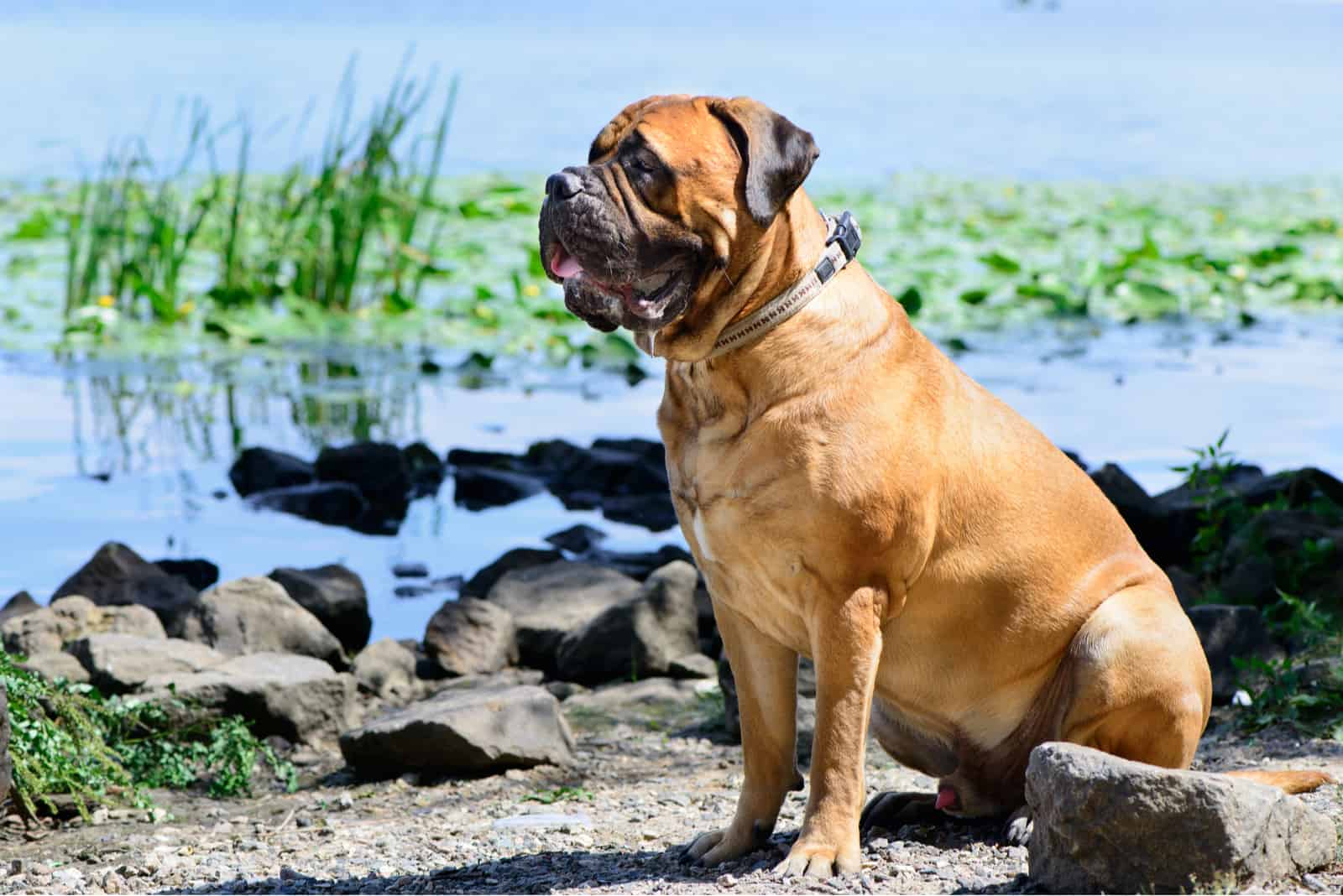 Pet bullmastiff dog sitting near the river