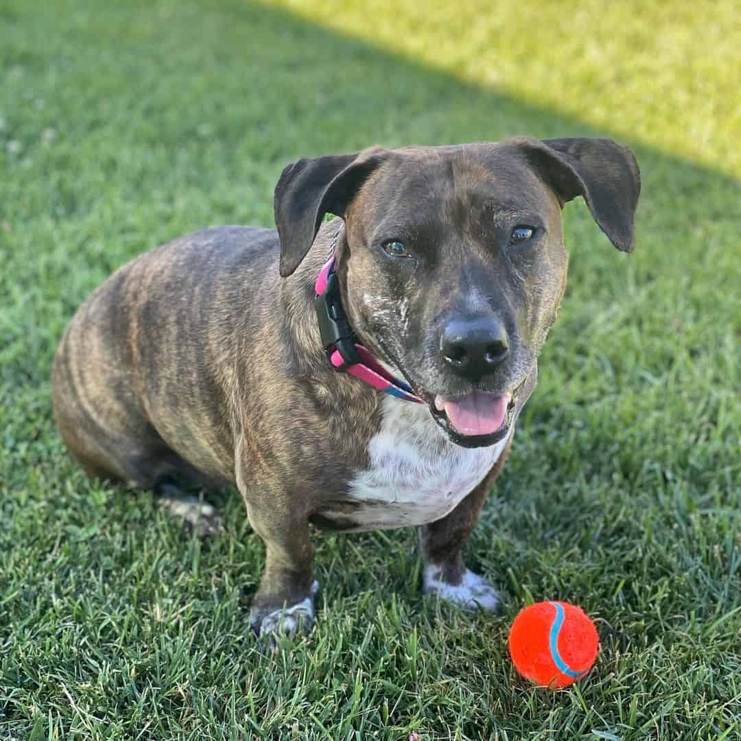 Pit Basset Hound Mix on the grass