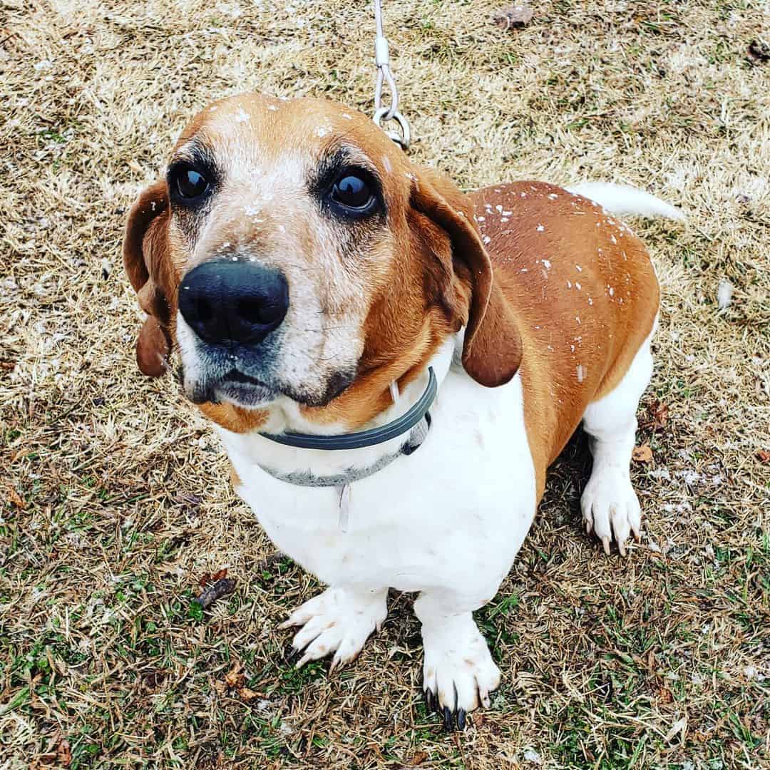 Pitbull Basset Hound Mix dog sitting on the grass