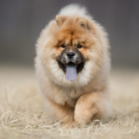 dog pet chow chow outdoors