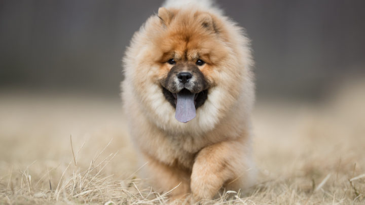 210 Popular Chow Chow Names For An Adorable Lion Pup