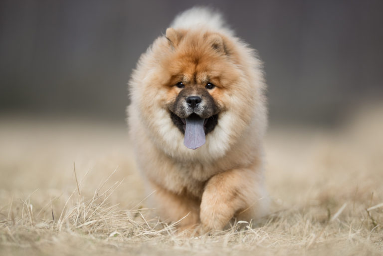 dog pet chow chow outdoors