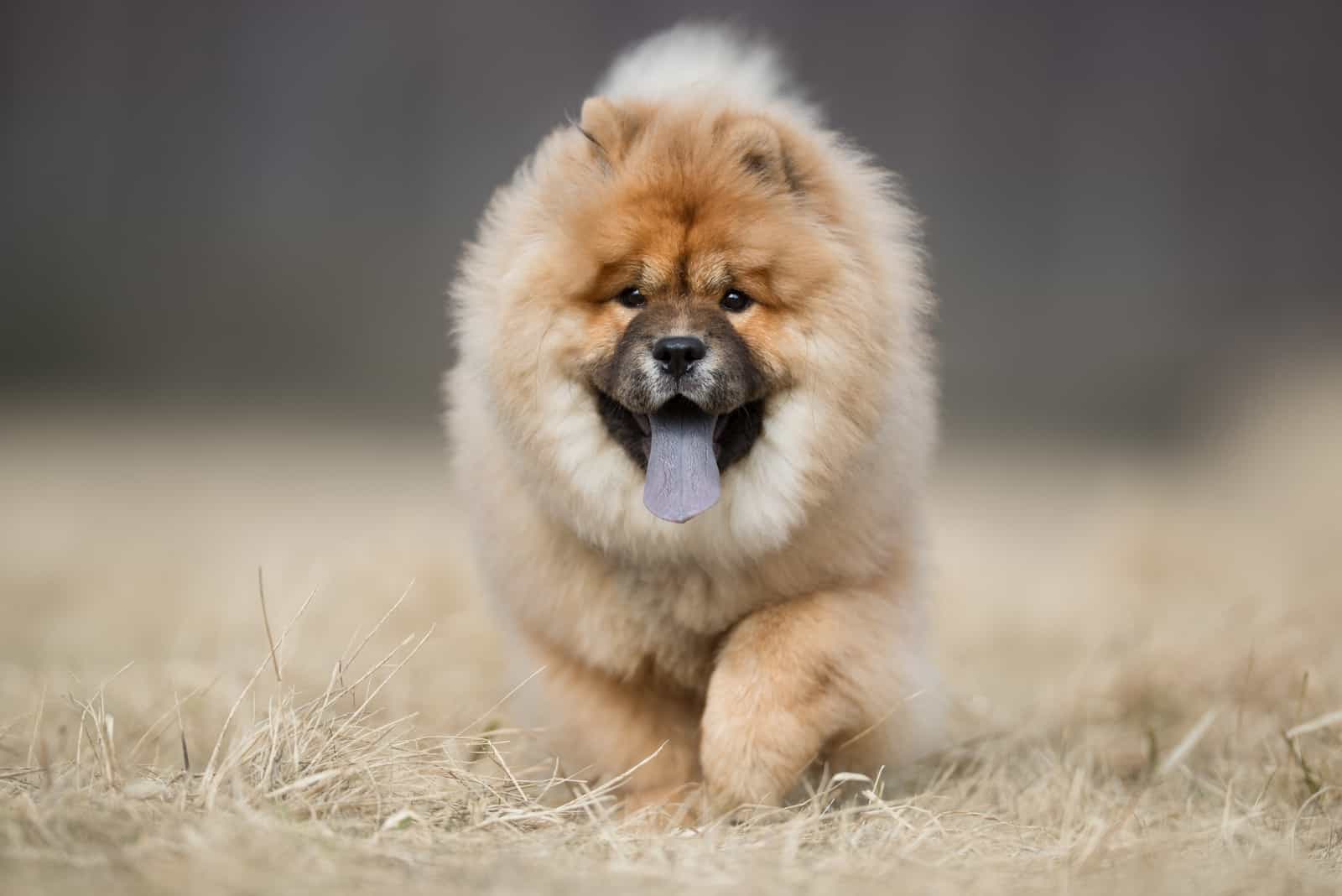210 Popular Chow Chow Names For An Adorable Lion Pup
