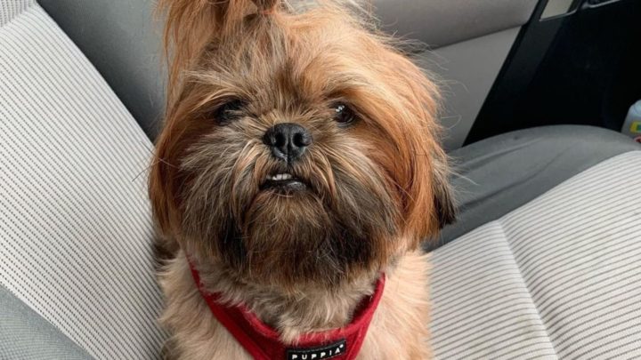 what is the most popular shih tzu color