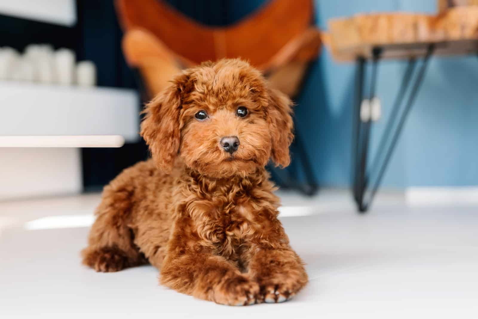Red Toy Poodle pup at home