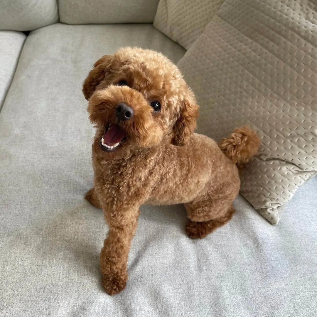 xute Red Toy Poodle dog