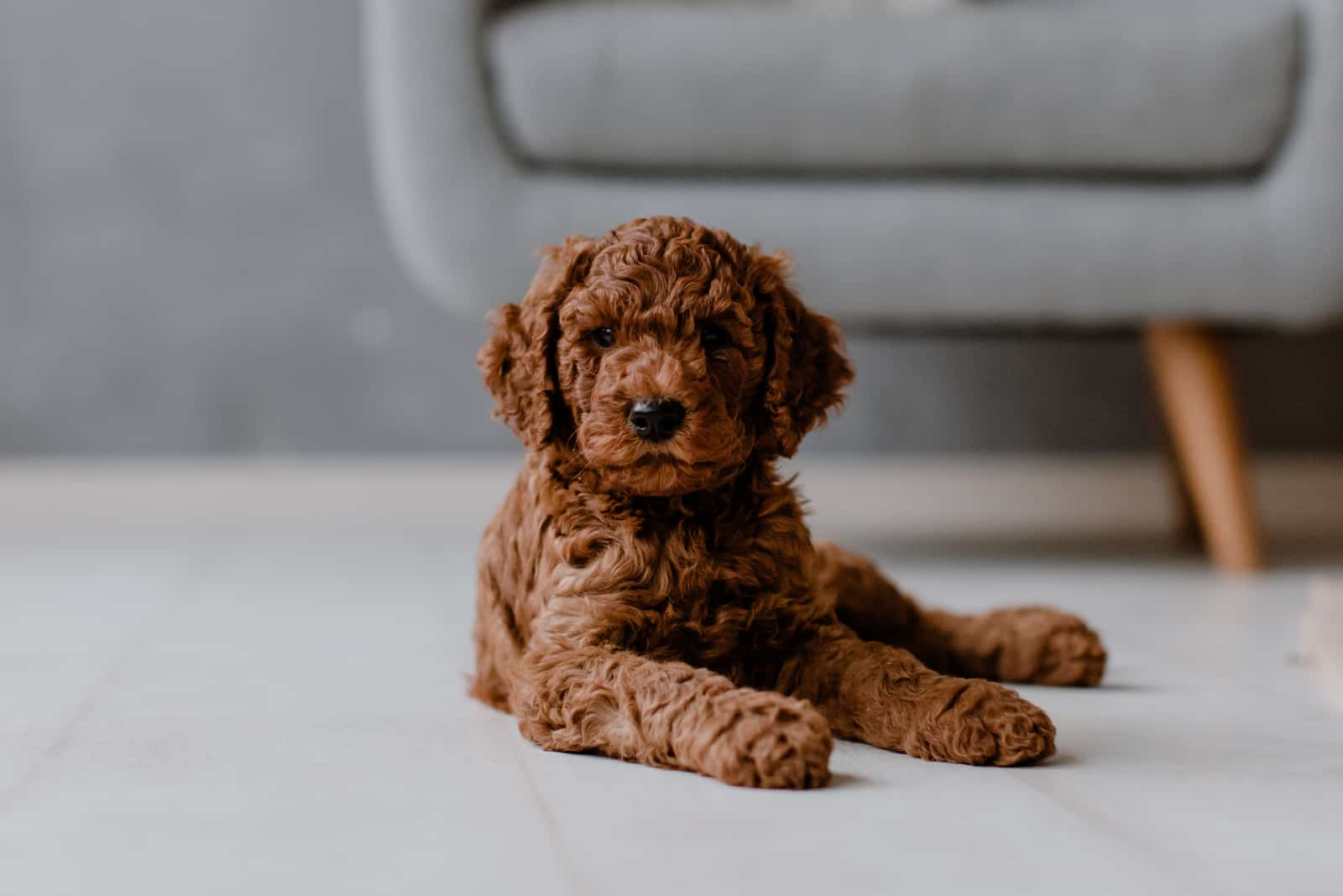 Red brown cute poodle puppy