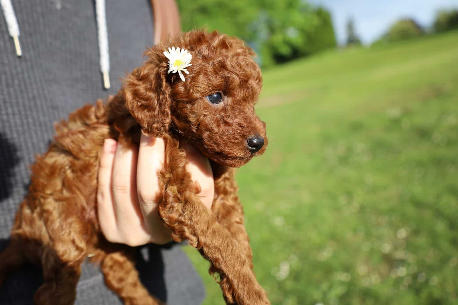 Red toy poodle puppy relaxes on the lawn