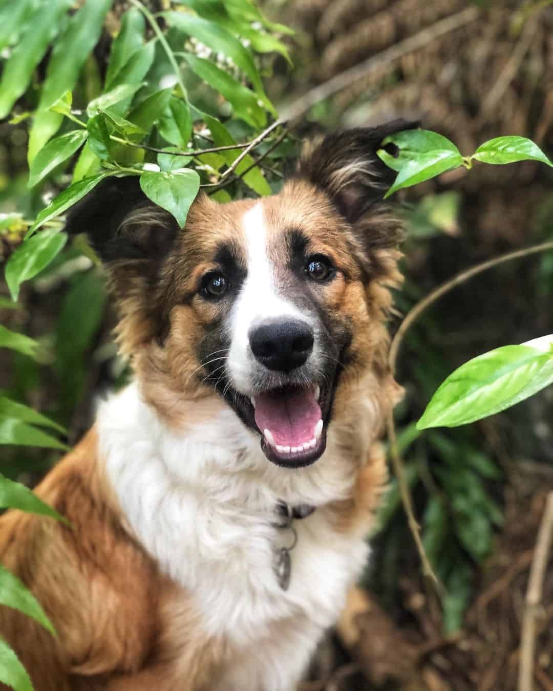 Sable Border Collie dog