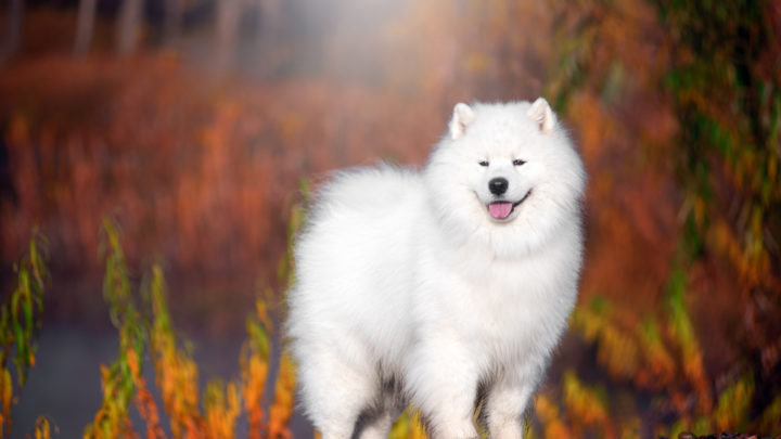4 Samoyed Colors & All About That Cloud-Like Coat