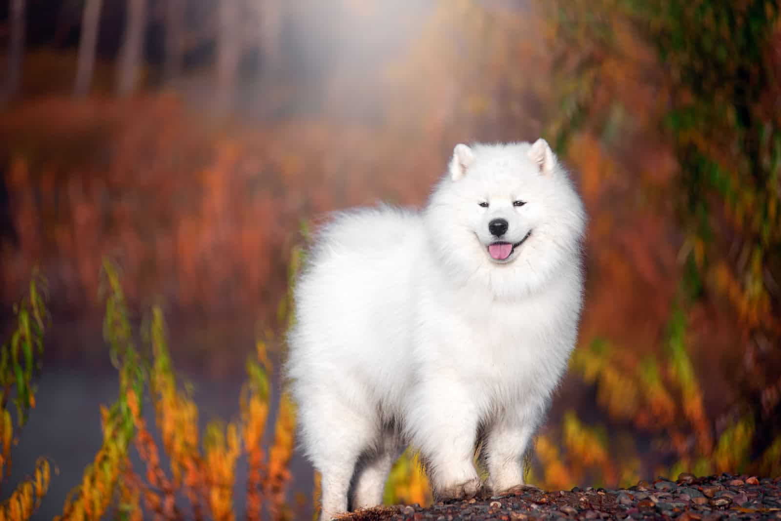 large white Samoyed dog stands in a beautiful forest