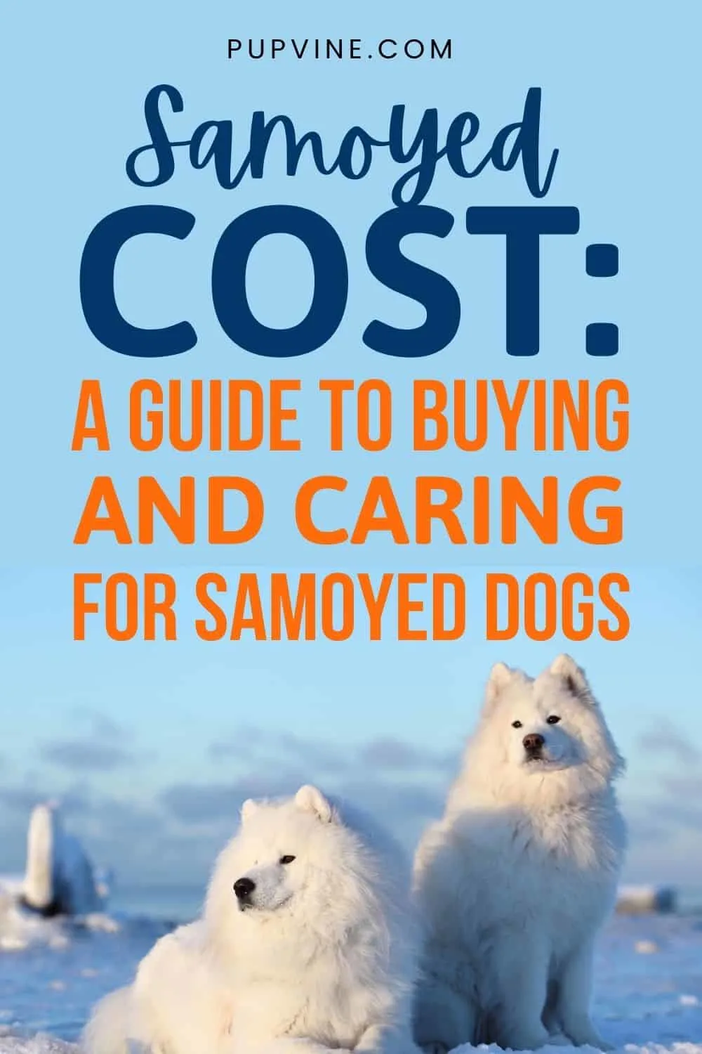 Samoyed Cost A Guide To Buying And Caring For Samoyed Dogs
