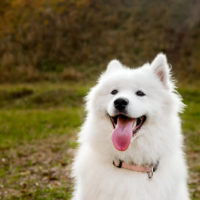 cute samoyed with happy face