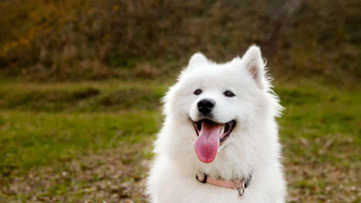 Samoyed Cost: A Guide To Buying And Caring For Samoyed Dogs