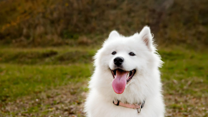 Samoyed