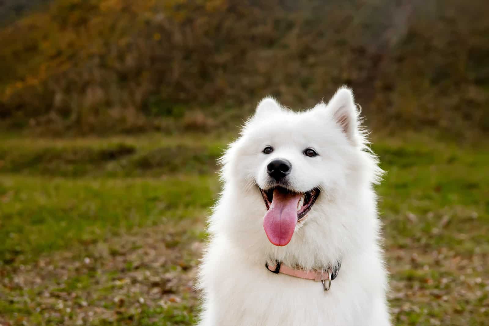 how much is a samoyed puppy usa