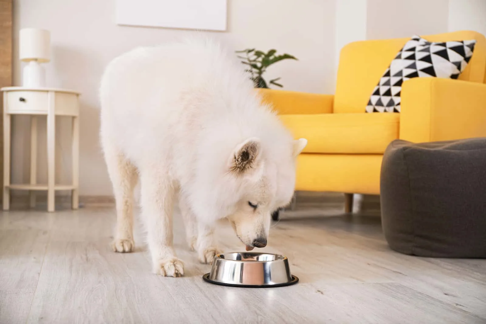 Samoyed dog eating from bowl at home