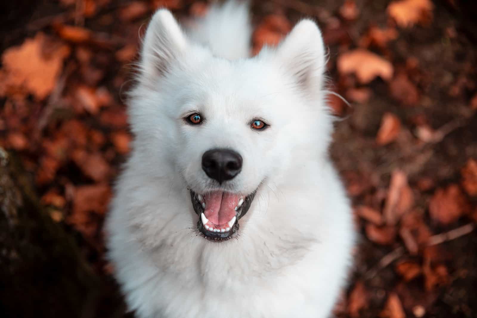 Samoyed dog play in nature