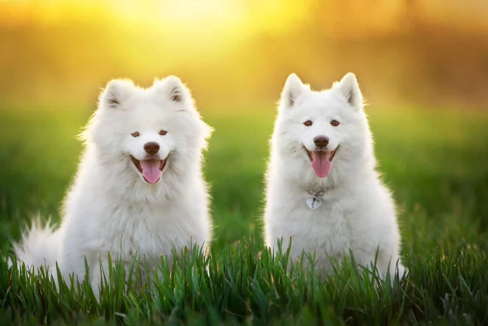 Samoyed dogs in in green field at sunset