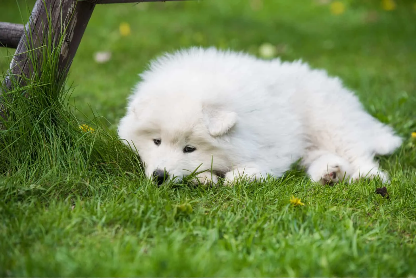 Samoyed puppy dog lying in the garden
