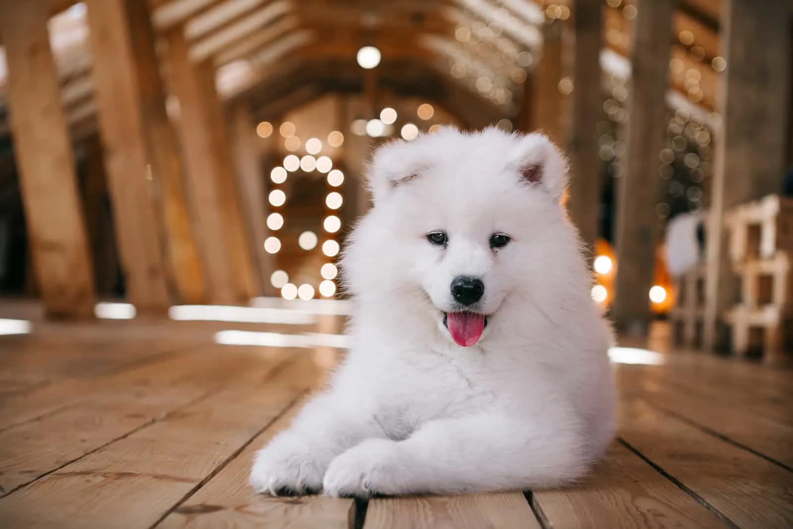 Samoyed puppy on a wooden attic at home